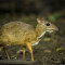 Philippine Mouse-Deer