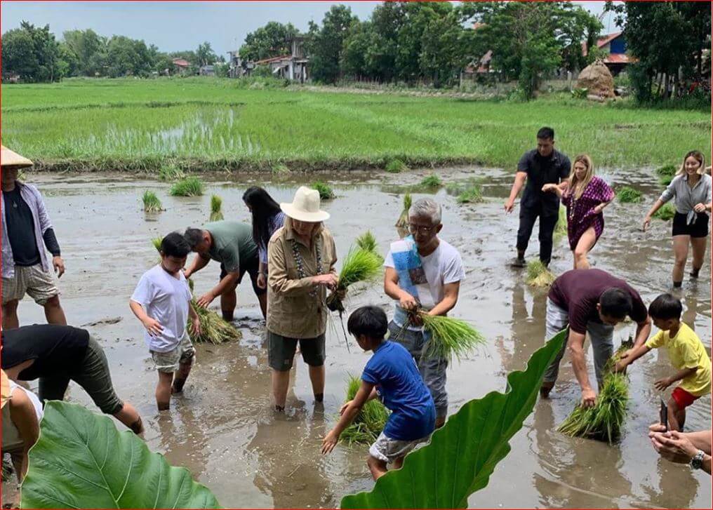 Martha Stewart planting rice