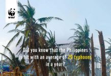 WWF typhoons