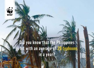 WWF typhoons