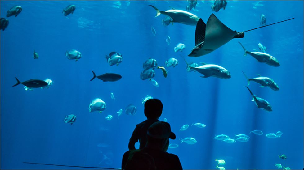 Philippines largest oceanarium