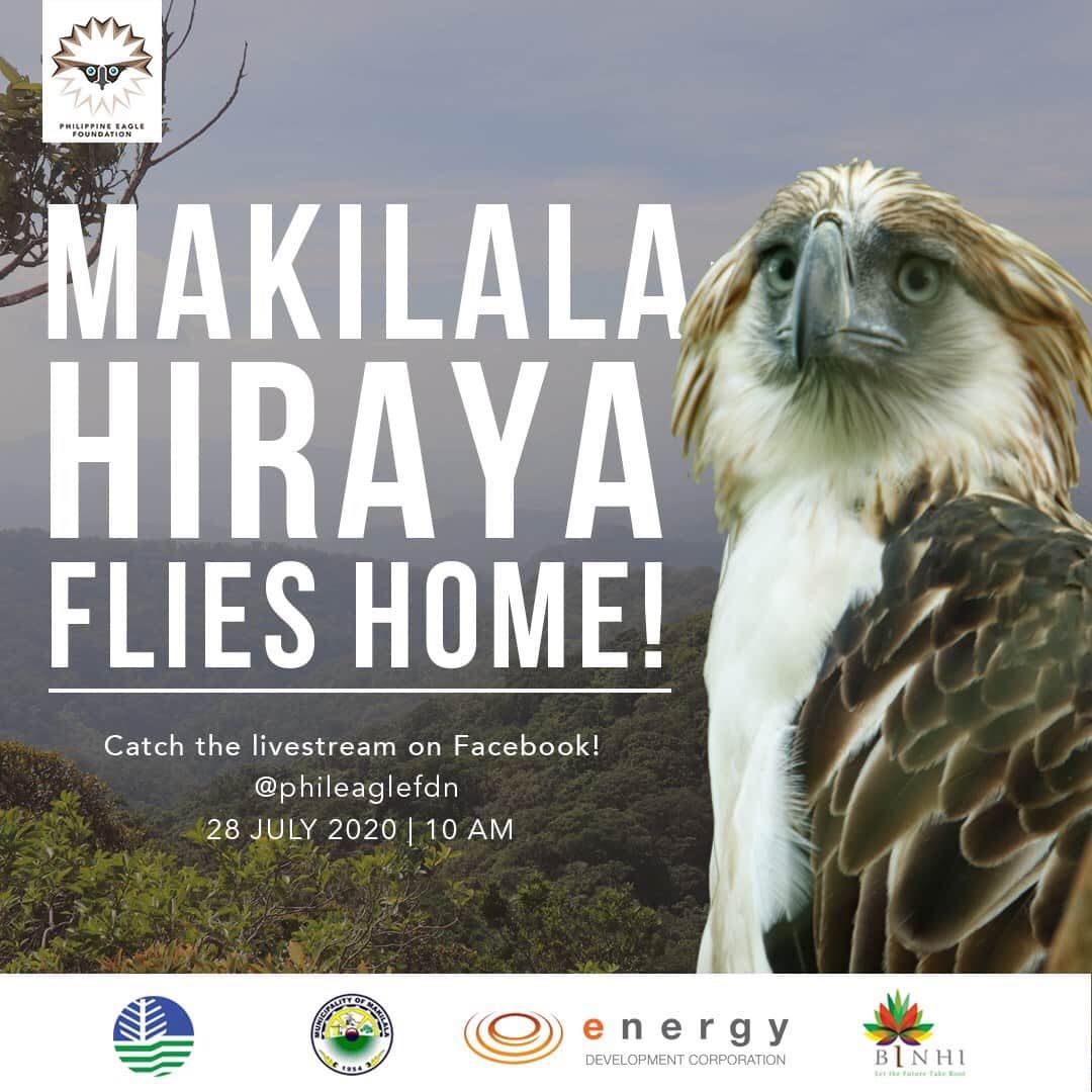 Philippine Eagle Makilala Hiraya