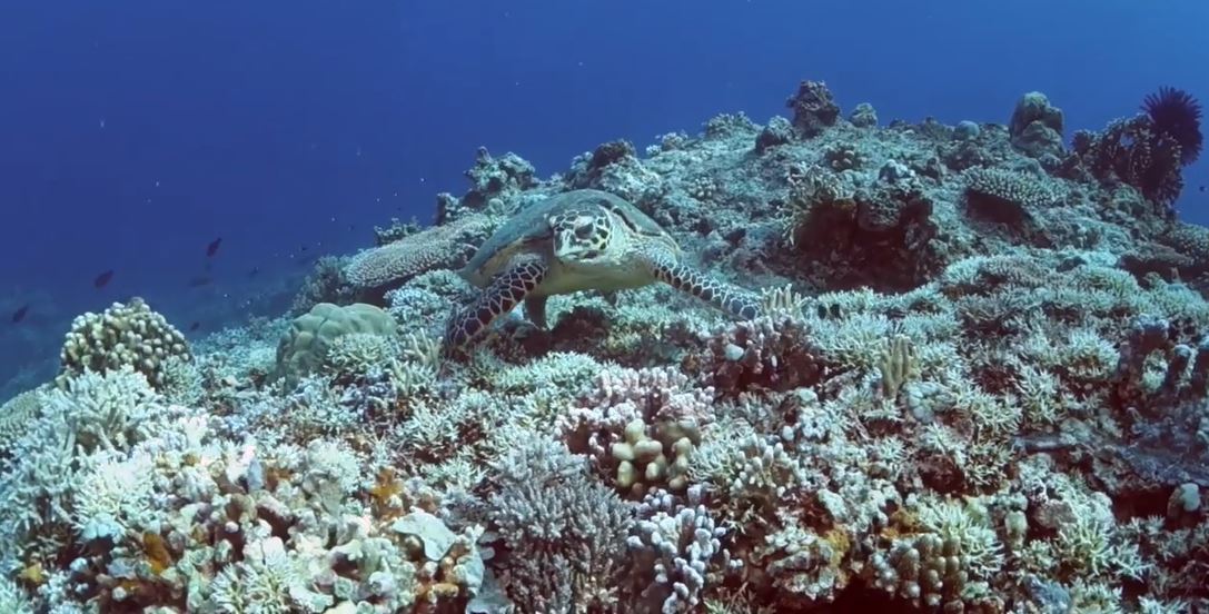 Apo Reef's endangered sea turtles