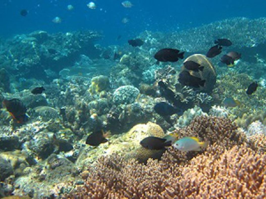 Underwater scene in Cebu. Photo from Cebu Provincial Tourism.
