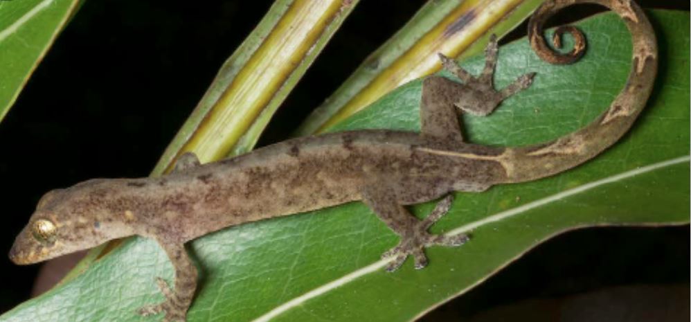 Philippine False Gecko