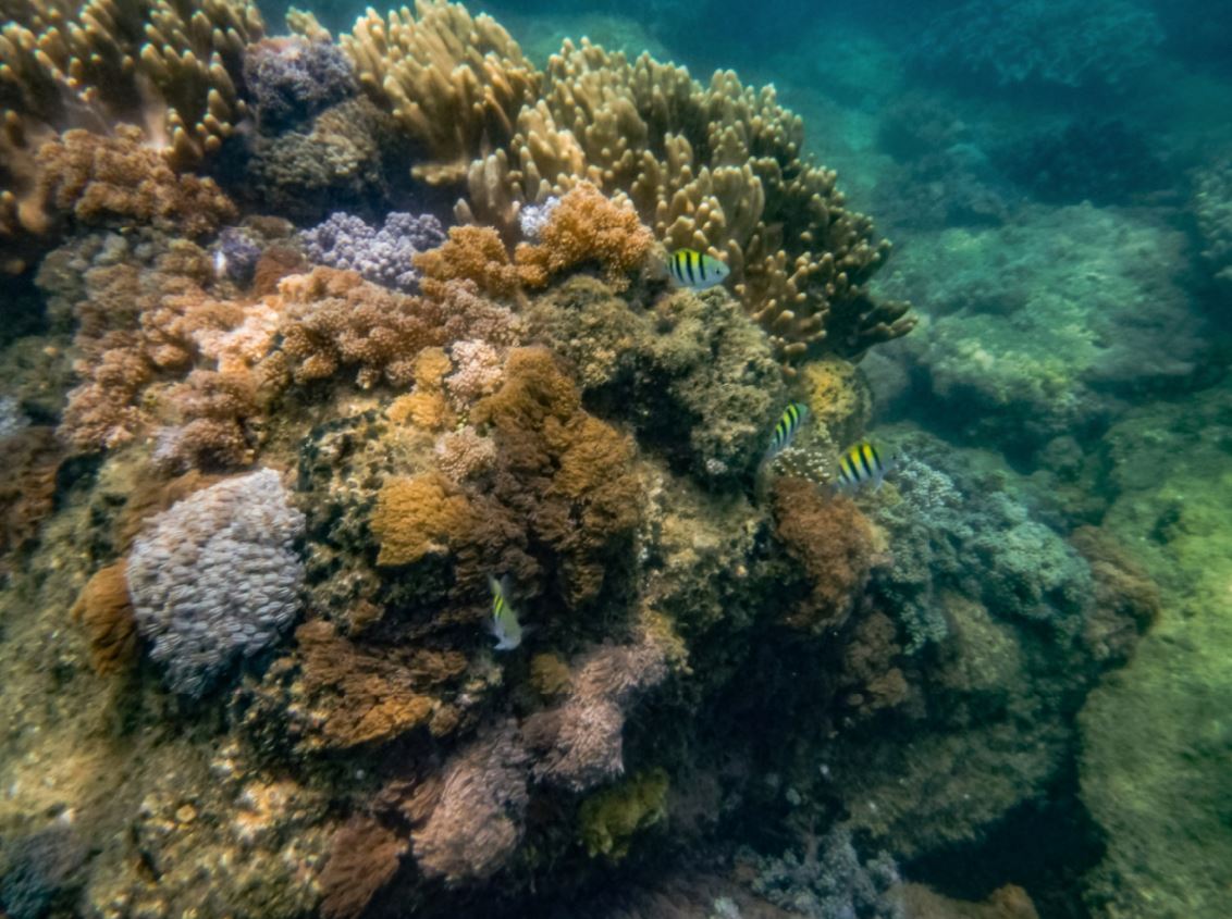WWF coral reefs of pilar Sorsogon