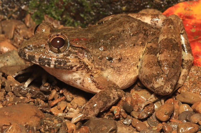 New fanged frog species Mindoro universities