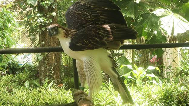 Mindanao Philippine eagle adopted by Cebu Pacific
