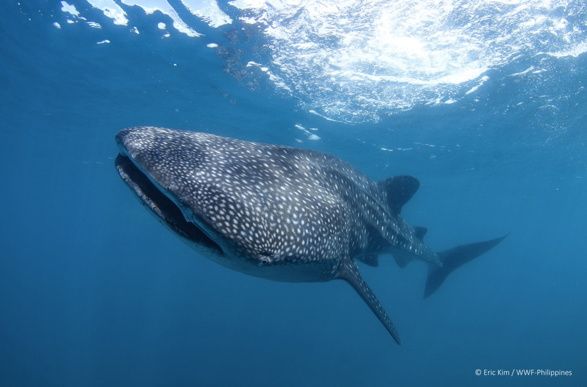 Sorsogon 26 new whale sharks