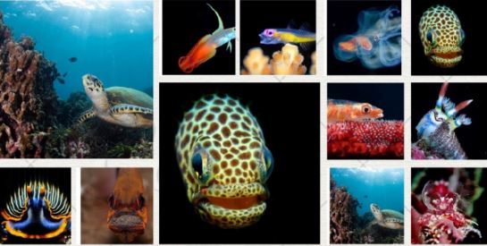 Anilao biodiverse underwater creatures 