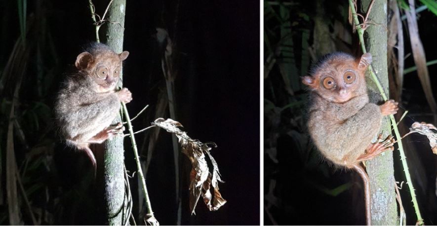 Philippine tarsier Tacloban forest