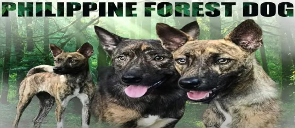Asong Gubat Philippines' official National Dog Breed