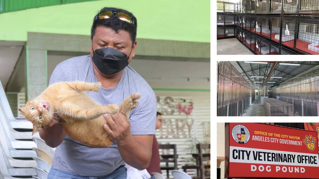 Animal Shelter Angeles City Strays’ Welfare