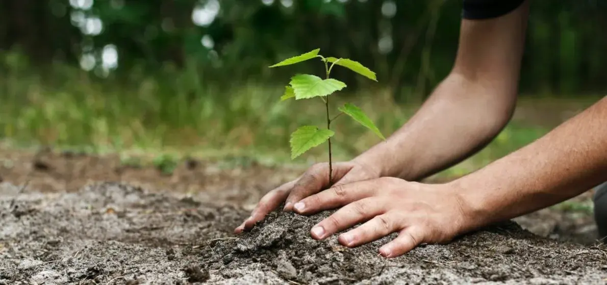 A Greener Future Plant Trees and Curb Climate Change
